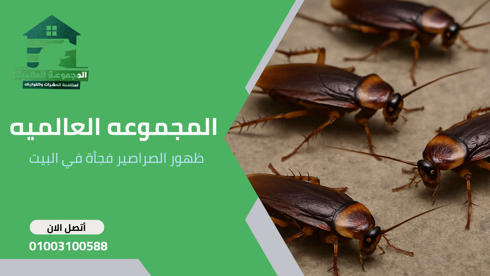 ظهور الصراصير فجأة في البيت