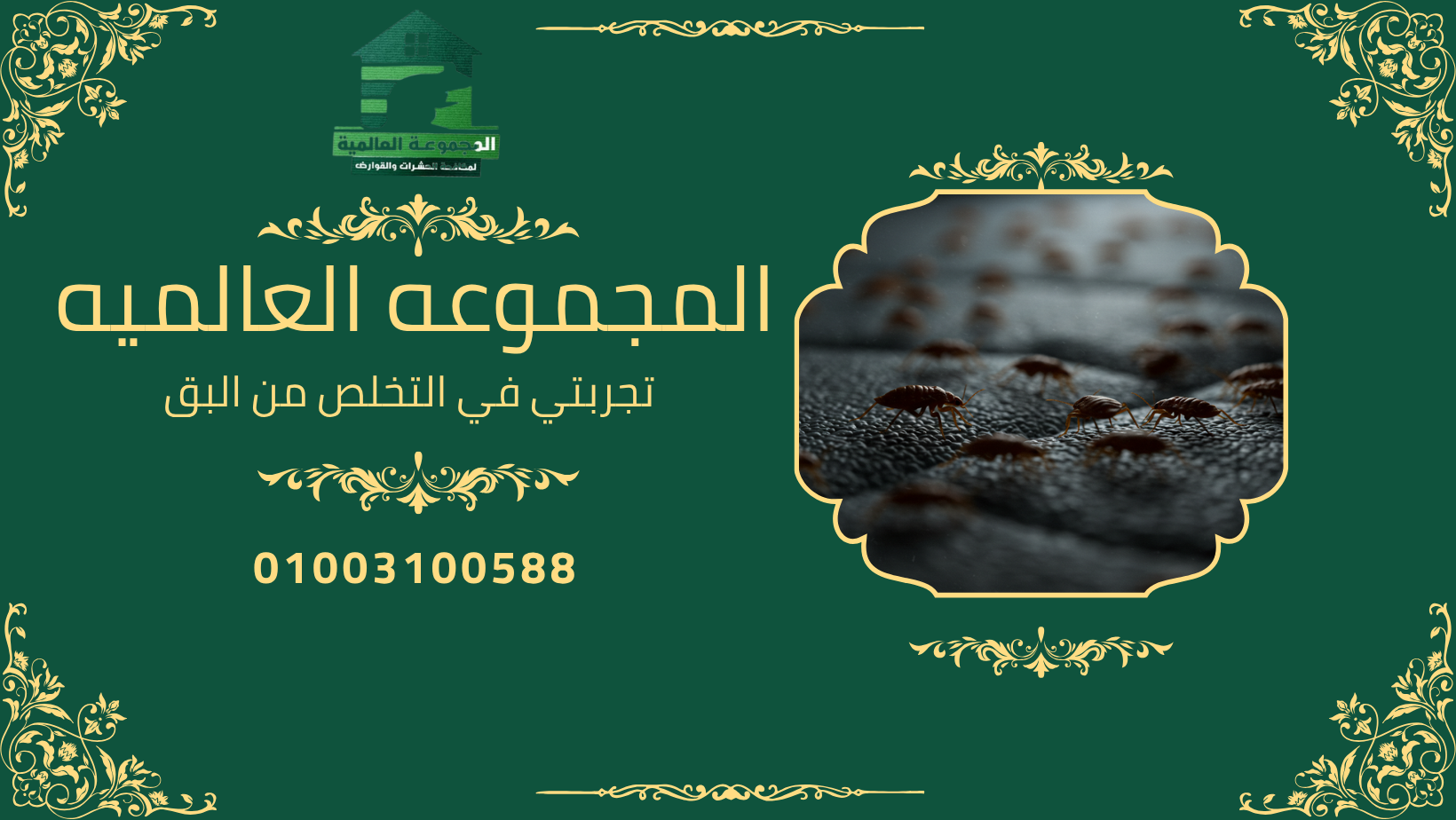 تجربتي في التخلص من البق