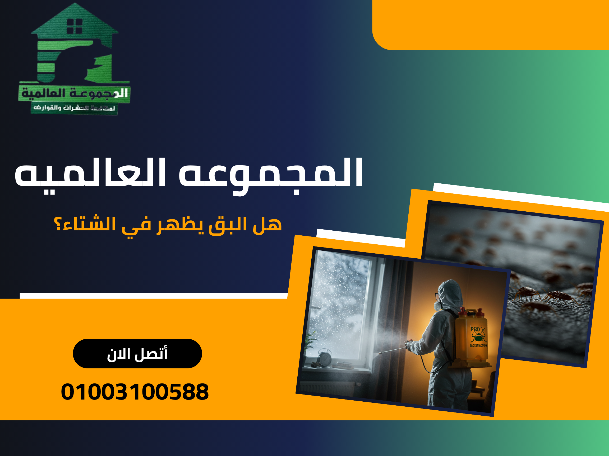 هل البق يظهر في الشتاء؟