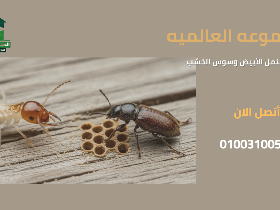 الفرق بين النمل الأبيض وسوس الخشب