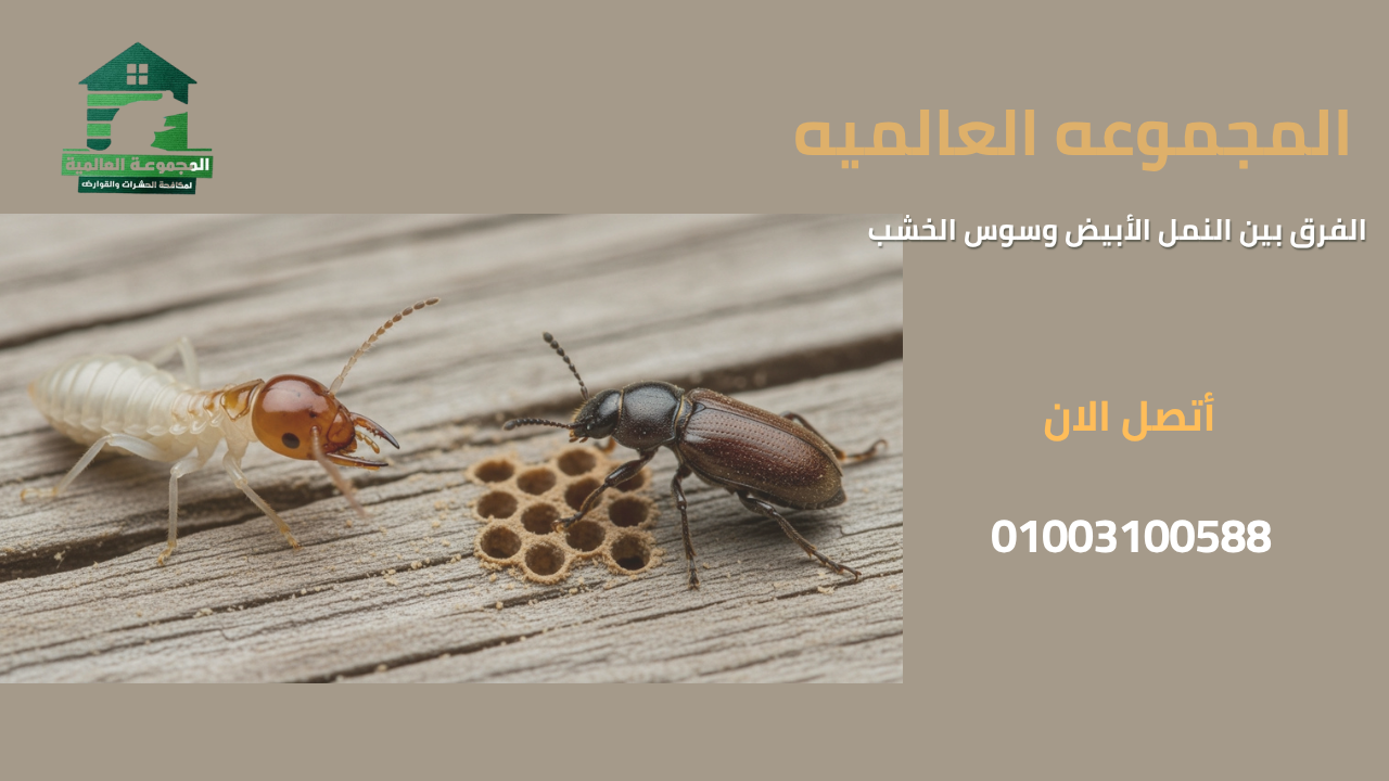 الفرق بين النمل الأبيض وسوس الخشب