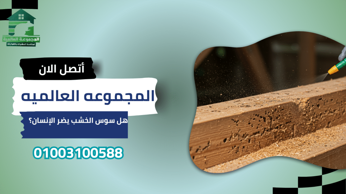 هل سوس الخشب يضر الإنسان؟