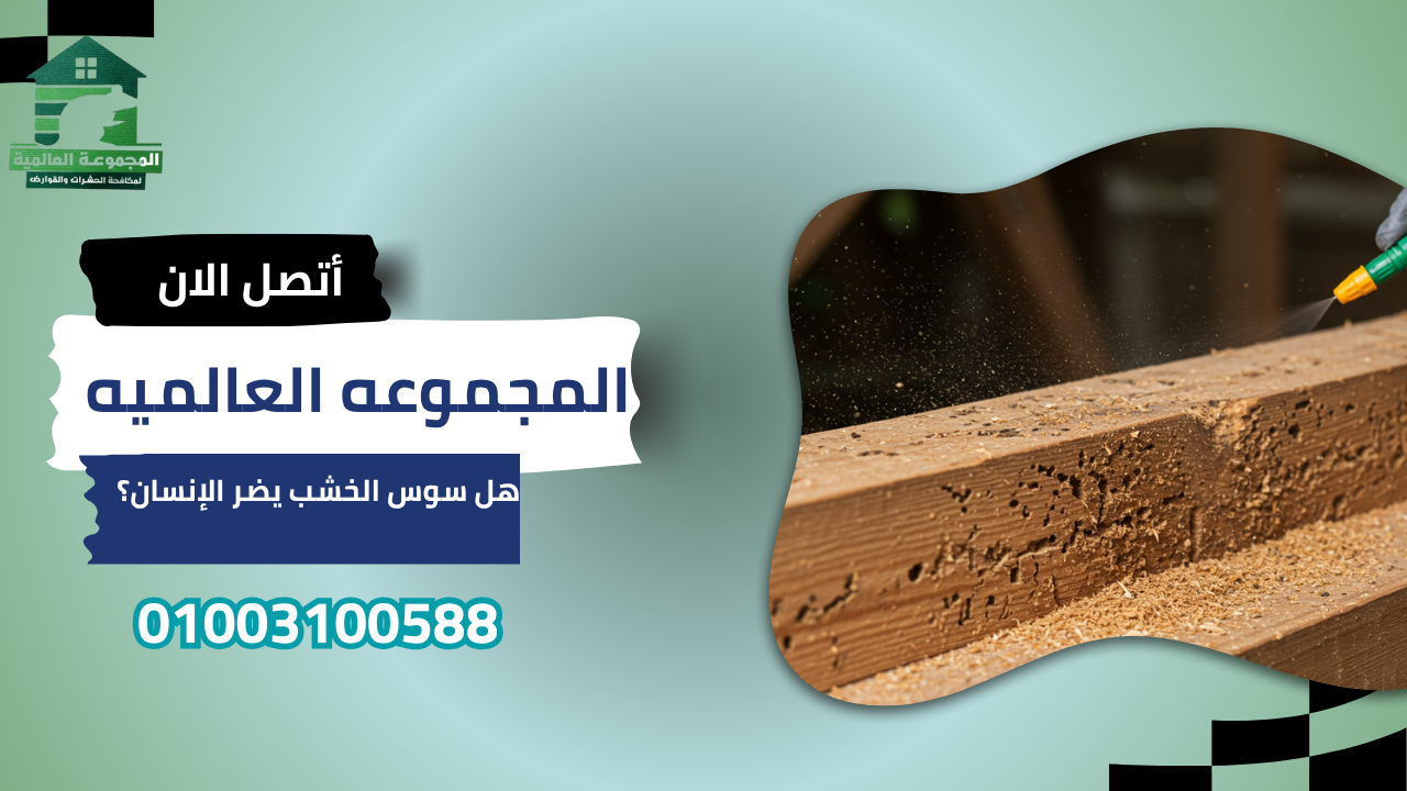 هل سوس الخشب يضر الإنسان؟