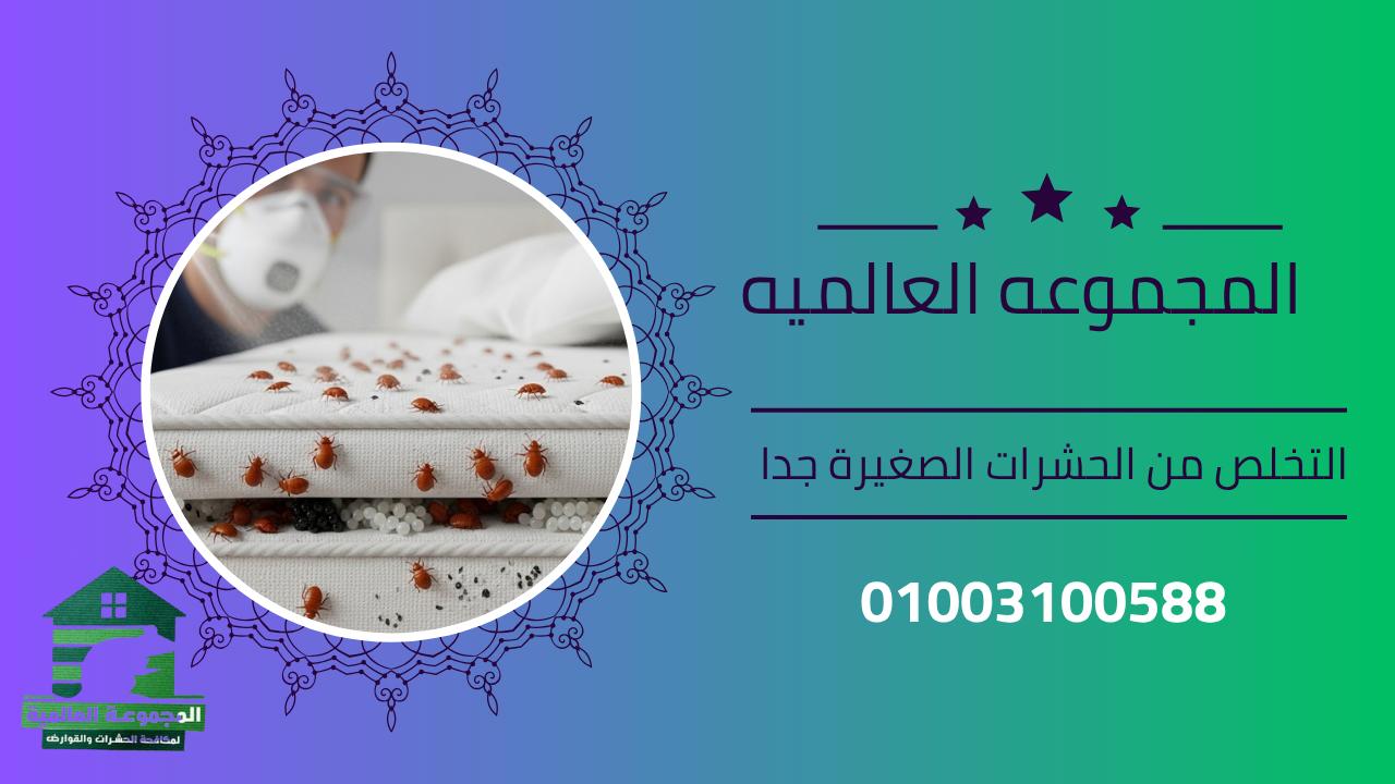 التخلص من الحشرات الصغيرة جدا