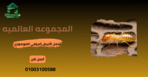 النمل الأبيض الجوفي الفورموزي