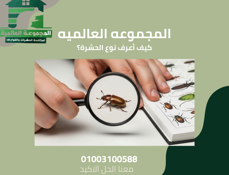 كيف أعرف نوع الحشرة؟