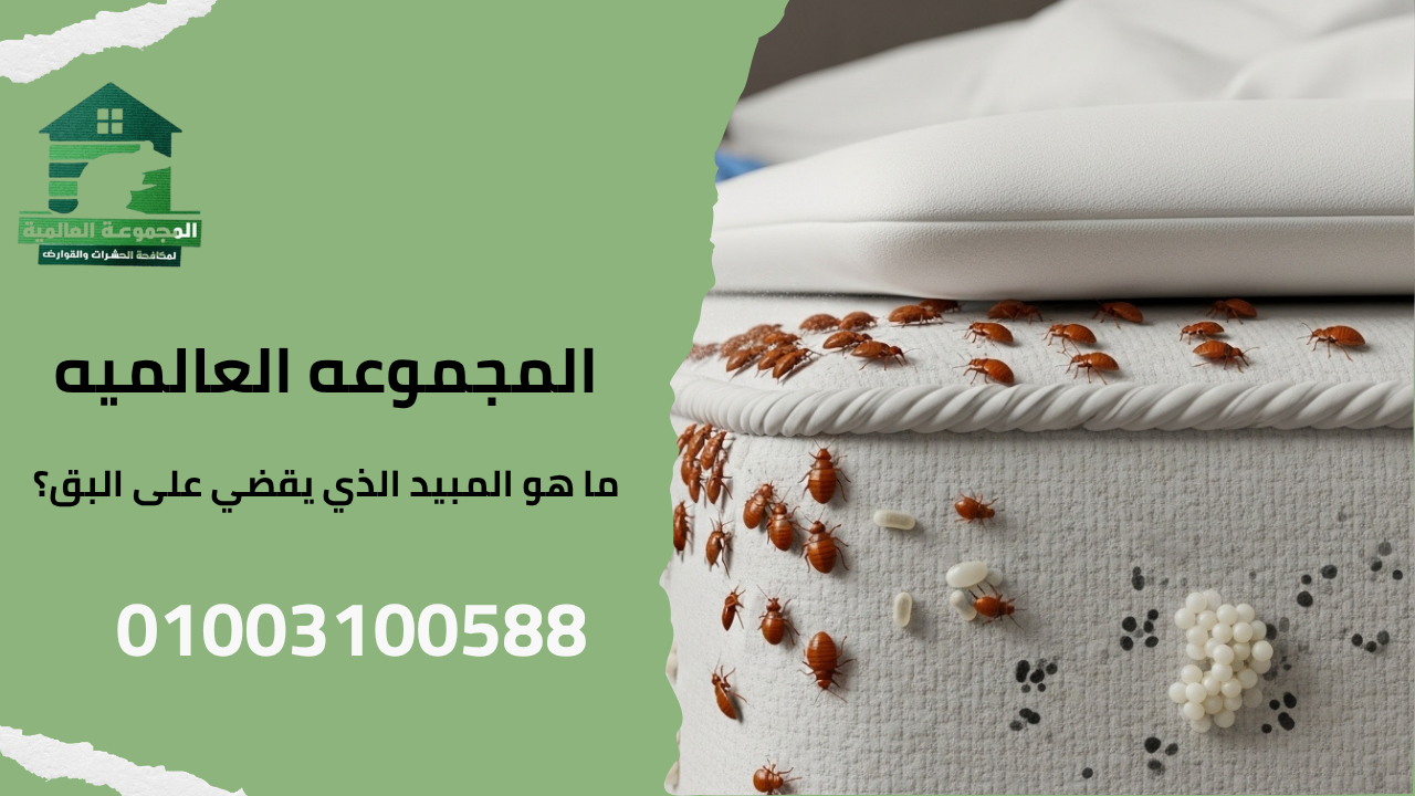 ما هو المبيد الذي يقضي على البق؟