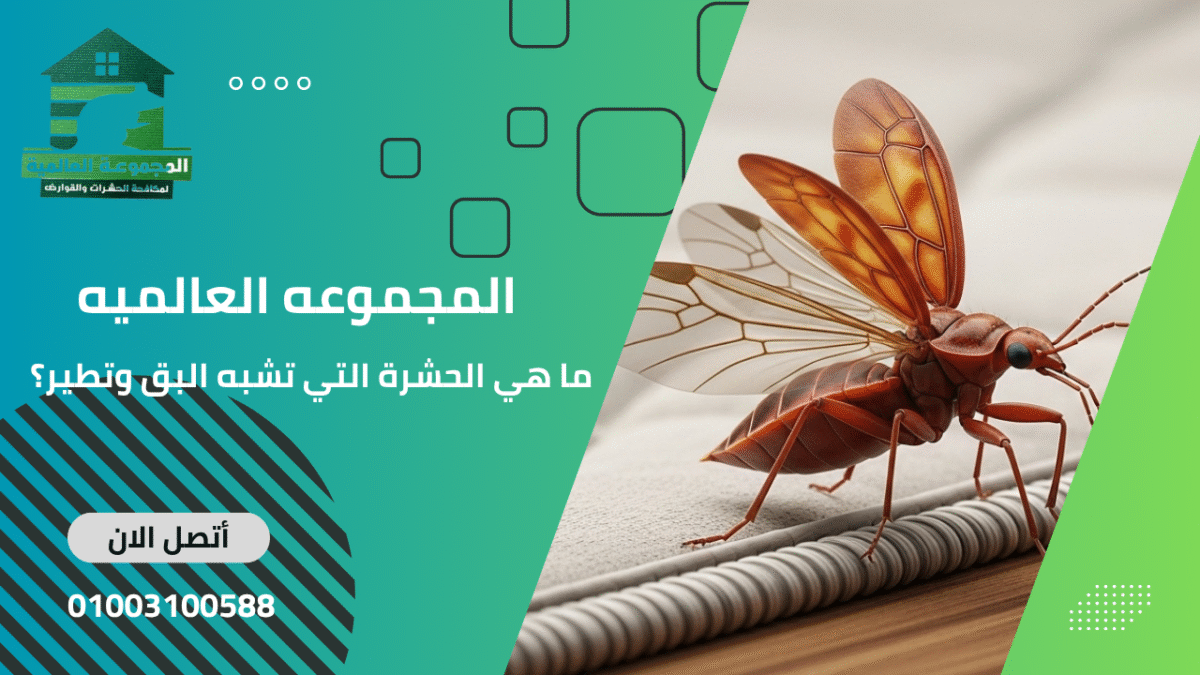 ما هي الحشرة التي تشبه البق وتطير؟