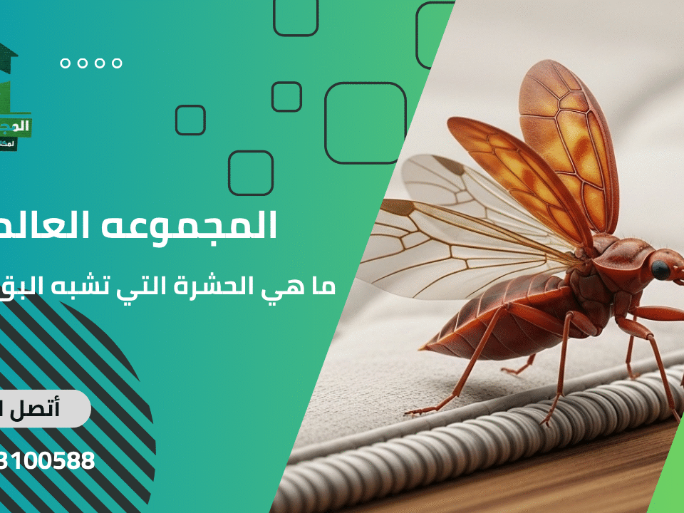 ما هي الحشرة التي تشبه البق وتطير؟