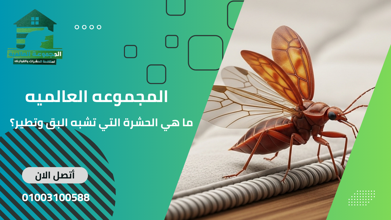 ما هي الحشرة التي تشبه البق وتطير؟
