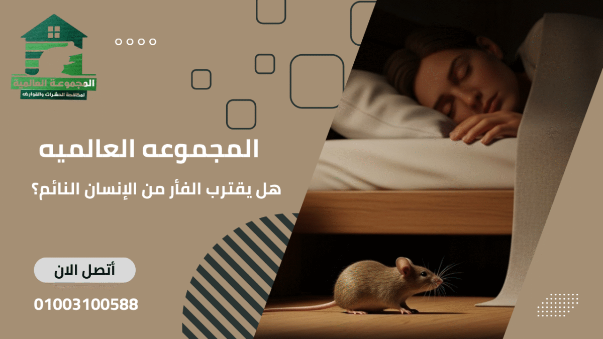 هل يقترب الفأر من الإنسان النائم؟