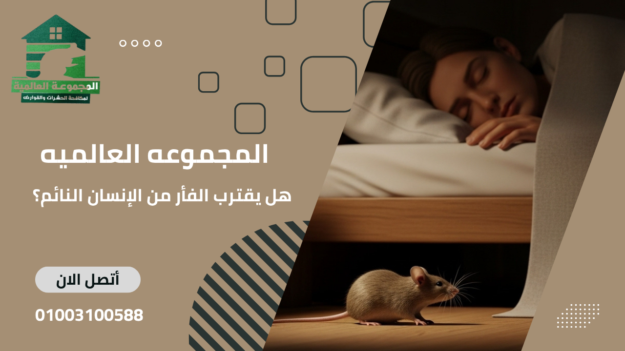 هل يقترب الفأر من الإنسان النائم؟