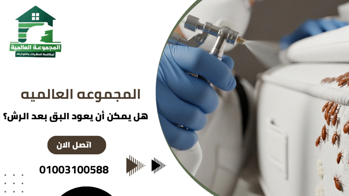 هل يمكن أن يعود البق بعد الرش؟