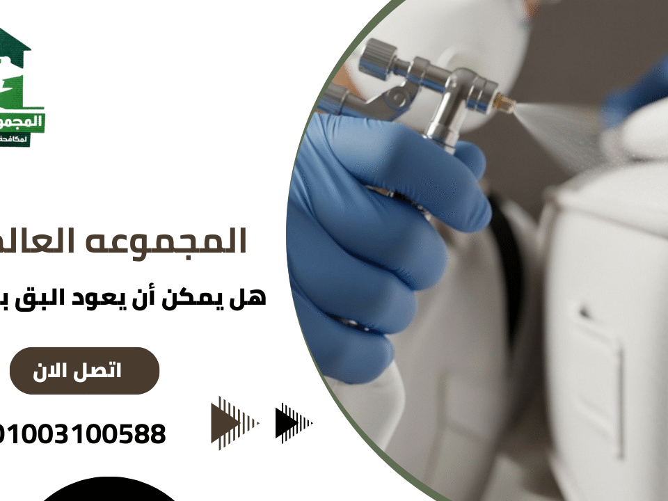 هل يمكن أن يعود البق بعد الرش؟