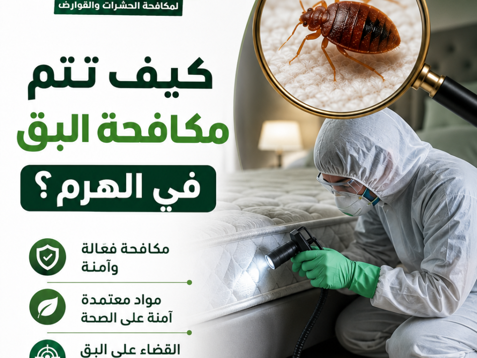 كيف تتم مكافحة البق في الهرم؟