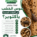 لماذا ينتشر سوس الخشب في الفيلات الجديدة بأكتوبر؟