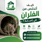 كيف أتخلص من الفئران في إمبابة؟