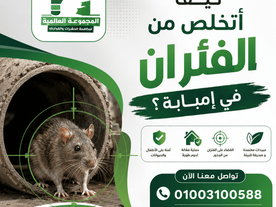 كيف أتخلص من الفئران في إمبابة؟