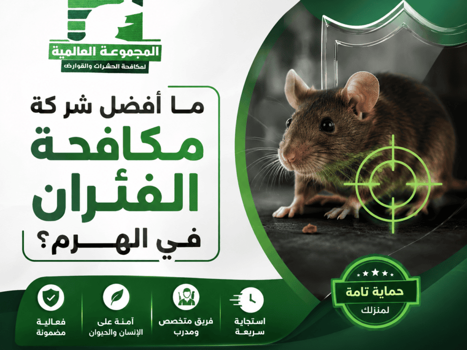 ما أفضل شركة مكافحة الفئران في الهرم؟