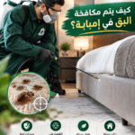 كيف يتم مكافحة البق في إمبابة؟